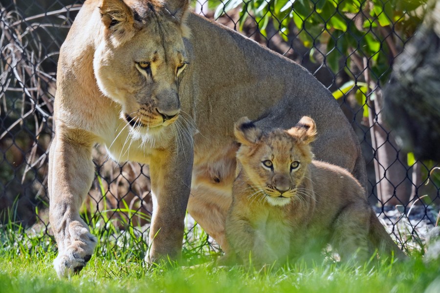 A lioness and cub move in their enclosure at the Fort Worth Zoo in Fort Worth, Texas, Friday, Feb. 23, 2024. (AP Photo/LM Otero)