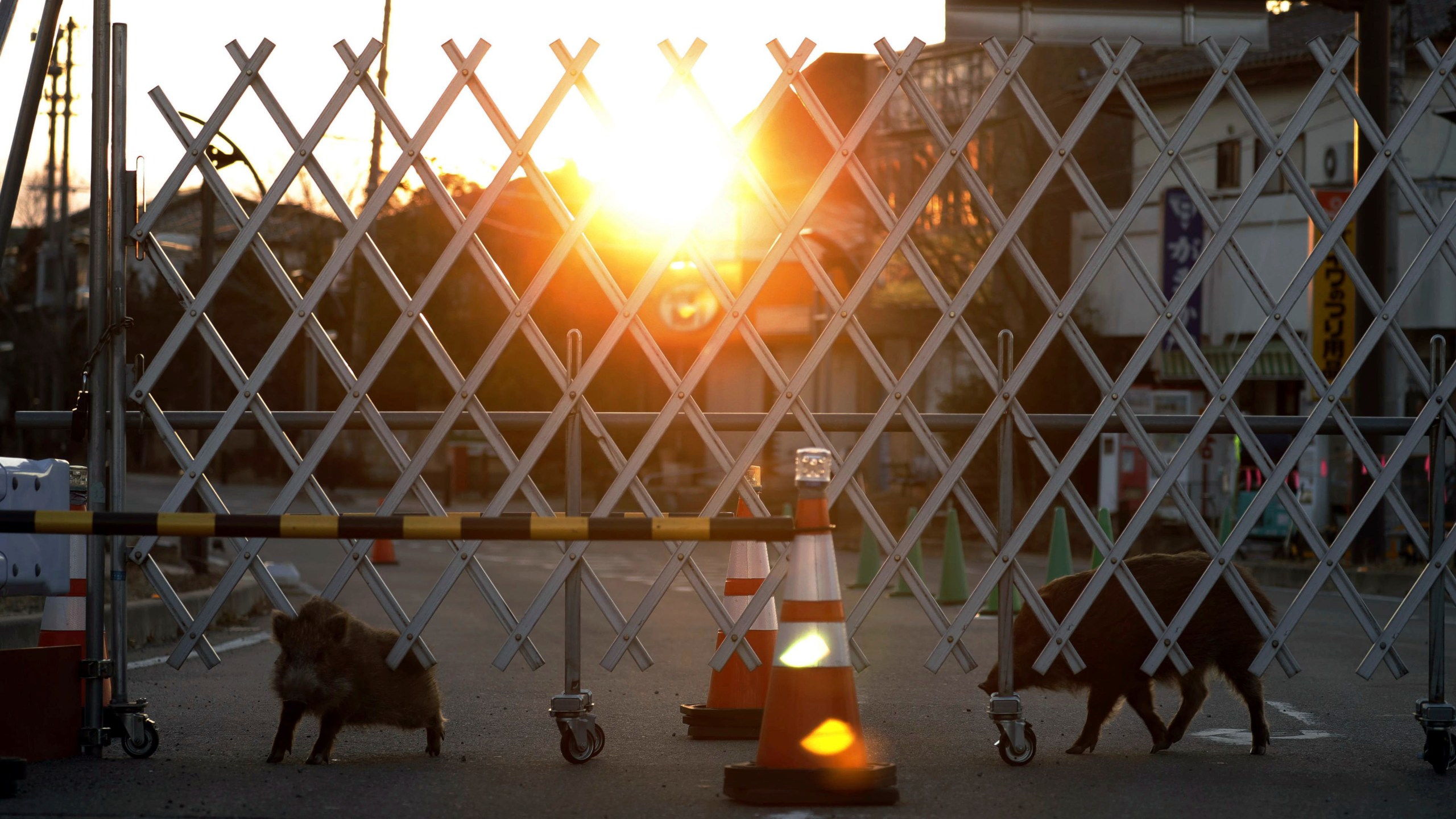 FILE - Boars roam near a barricade set up to restrict the entry to difficult-to-return zones in Futaba, near the tsunami-crippled Fukushima Dai-ichi nuclear plant, Fukushima prefecture, Japan, on March 11, 2017. Japan on Monday, March 11, 2024, marked 13 years since a massive earthquake and tsunami hit the country’s northern coasts. (Kota Endo/Kyodo News via AP, File)