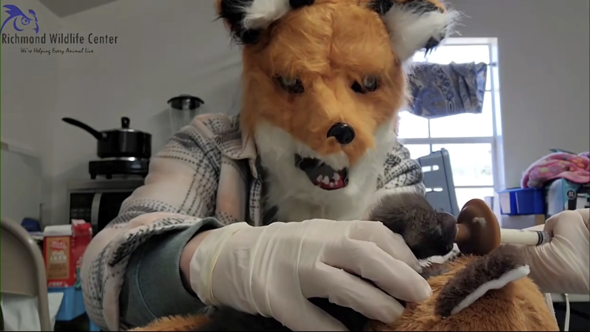 In this image taken from a video provided by the Richmond Wildlife Center, executive director and founder Melissa Stanley wears a fox mask as she feeds an orphaned red fox kit, March 10, 2024, in Richmond, Ca.. Stanley said the mask creates a visual barrier to prevent animals from imprinting on humans. (Richmond Wildlife Center via AP)