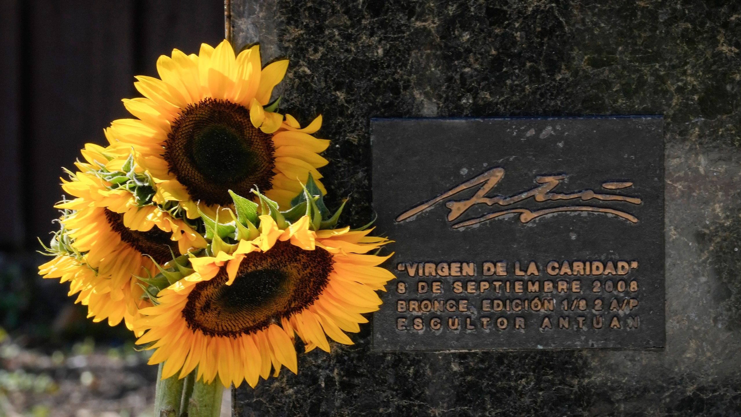 Sunflowers stand at the foot of a monument dedicated to the Virgin of Charity at her shrine known as La Ermita in Miami, Florida, Wednesday, Feb. 14, 2024. The Vatican-recognized Virgin, venerated by Catholics and followers of Afro-Cuban Santeria traditions, is at the heart of Cuban identity, uniting compatriots from the Communist-run Caribbean island to those who were exiled or emigrated to the U.S. (AP Photo/Marta Lavandier)