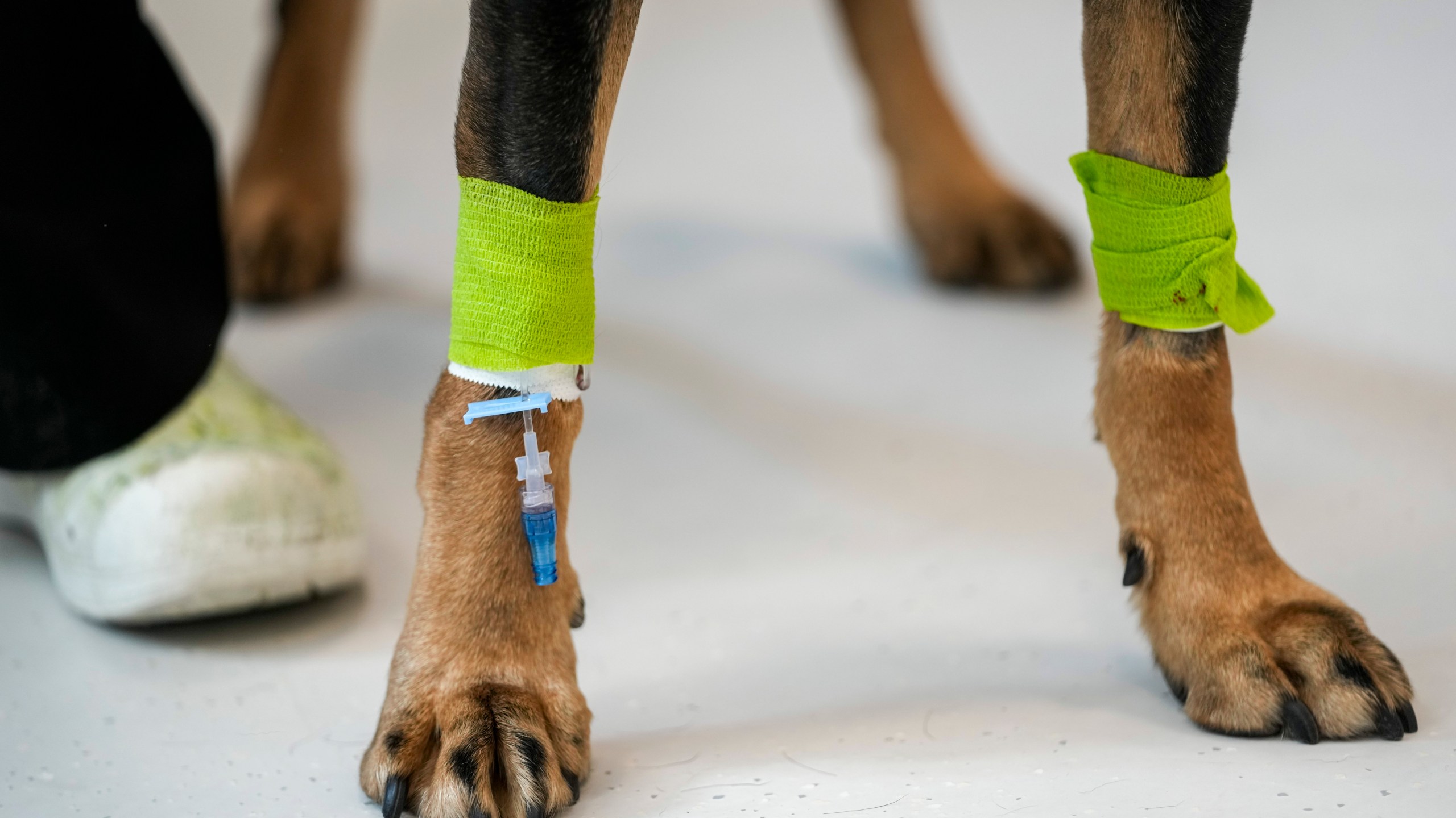 An intravenous line is seen on Aris, a rottweiler mix seeing eye dog as he awaits surgery in the surgery prep area at the Schwarzman Animal Medical Center, Friday, March 8, 2024, in New York. (AP Photo/Mary Altaffer)