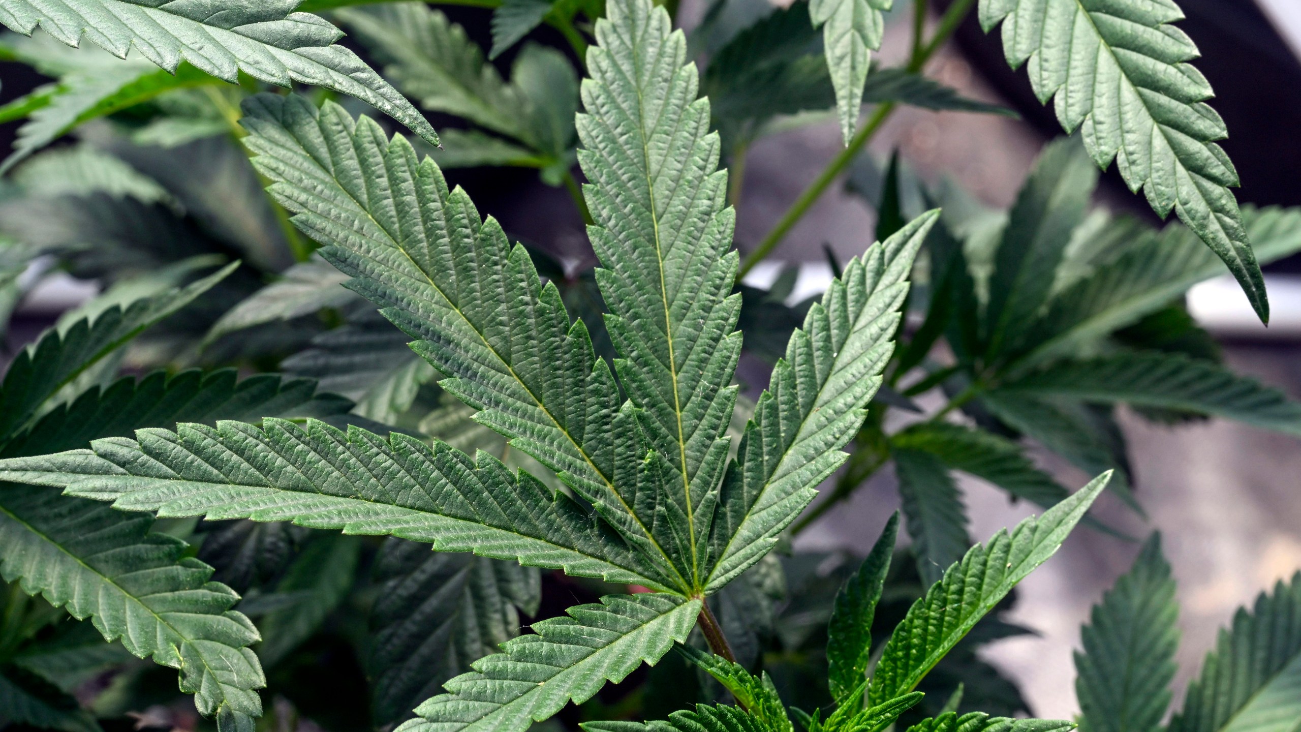 FILE - Marijuana plants are seen at a growing facility in Washington County, N.Y., May 12, 2023. New York will evaluate its troubled recreational marijuana licensing program after lawsuits and bureaucratic stumbles severely hampered the legal market and allowed black-market sellers to flourish, Gov. Kathy Hochul ordered Monday, March 18, 2024. (AP Photo/Hans Pennink, File)