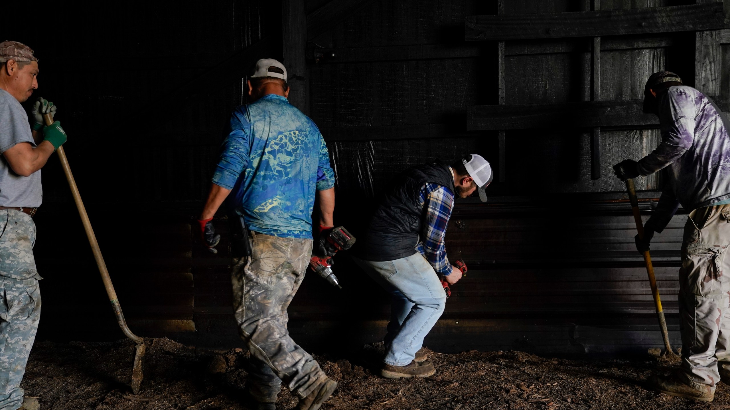 Contract workers Miguel Angel, left, Fernando Osorio Loya, second from left, and Fredy Osorio, right, all from Veracruz, Mexico, work with Jamie Graham, second from right, as they remove a piece of sheet metal from the inside of a tobacco barn, Tuesday, March 12, 2024, at a farm in Crofton, Ky. The latest U.S. agricultural census data shows an increase in the proportion of farms utilizing contract labor compared to those hiring labor overall. (AP Photo/Joshua A. Bickel)