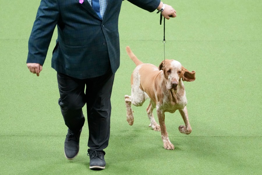 FILE - Lepshi, bracco Italiano, a competes in the sporting group competition during the 147th Westminster Kennel Club Dog show, Tuesday, May 9, 2023, in New York. French bulldogs remained the United States' most commonly registered purebred dogs last year, according to American Kennel Club rankings released Wednesday, March 20, 2024. The bracco Italiano debuts in the standings at 152nd most popular. (AP Photo/Mary Altaffer, File)