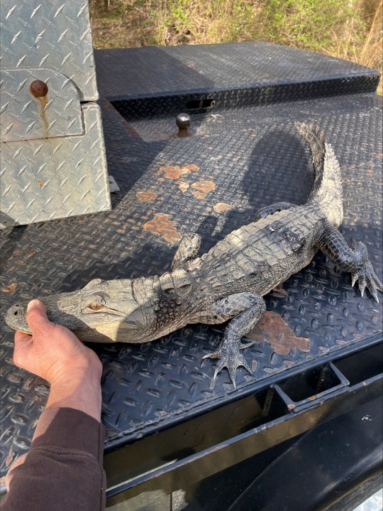 In this photo provided by the Tennessee Wildlife Resources Agency, an alligator was caught by an angler in Norris Lake in Union County, Tenn., on Monday, March 18, 2024. TWRA communications coordinator Matthew Cameron said the origin of the alligator was unclear, but it appeared that the alligator had been illegally held in captivity and possibly released into the lake. (Rick Roberts/Tennessee Wildlife Resources Agency via AP)