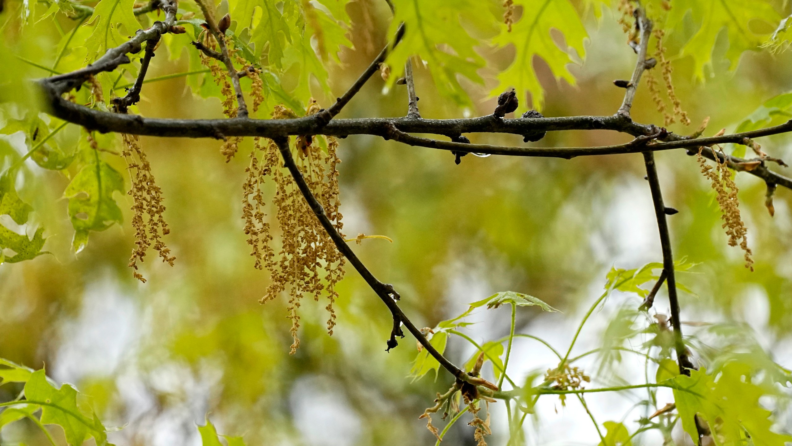 An oak tree with new leaf growth also shows pollen and a drop of water hanging among the branches at a park in Richardson, Texas, Thursday, March 21, 2024. The 2024 allergy season in the U.S. is starting sooner than experts expected. There are three main types of pollen that cause seasonal allergies. Earlier in the spring, tree pollen is the main culprit. After that grasses pollinate, followed by weeds in the late summer and early fall. (AP Photo/Tony Gutierrez)
