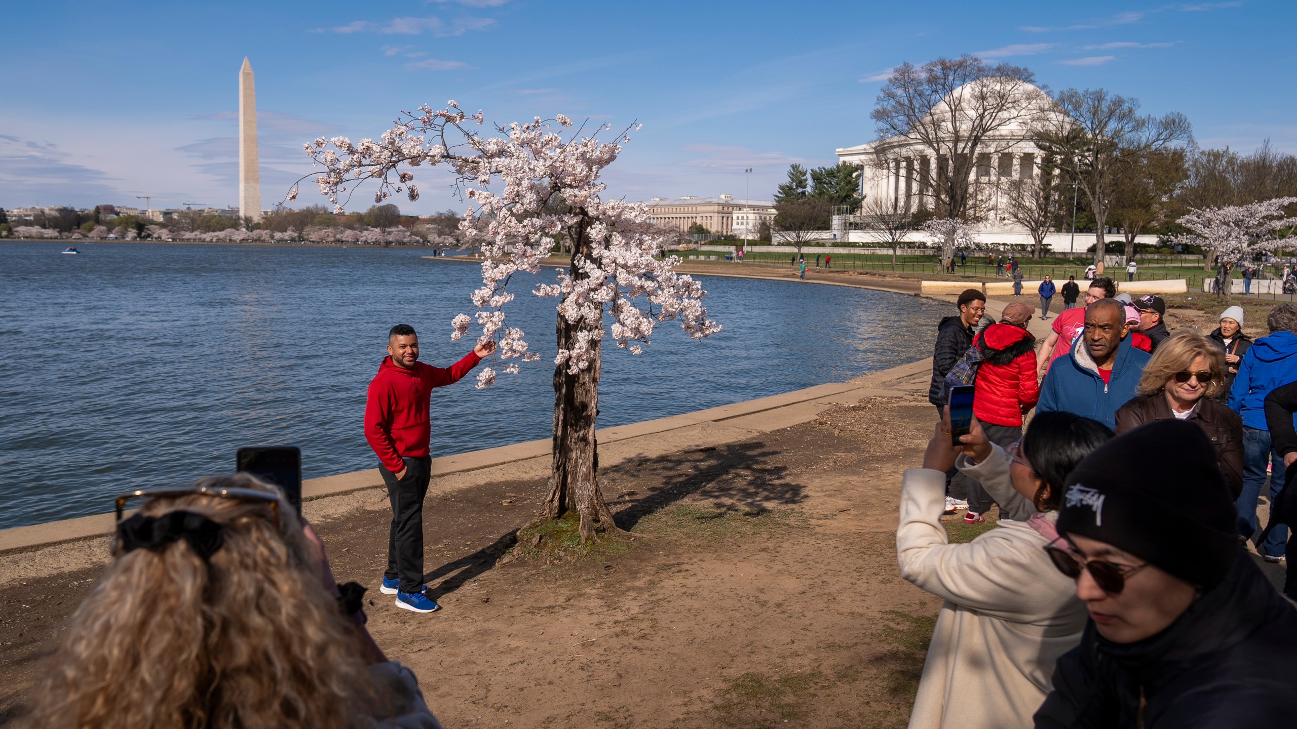 The Washington Monument and Jefferson Memorial are visible as visitors photograph a cherry tree affectionally nicknamed 'Stumpy' as cherry trees enter peak bloom this week in Washington, Tuesday, March 19, 2024. Many of the cherry trees are experiencing their last peak bloom before being removed for a renovation project that will rebuild seawalls around Tidal Basin and West Potomac Park. (AP Photo/Andrew Harnik)