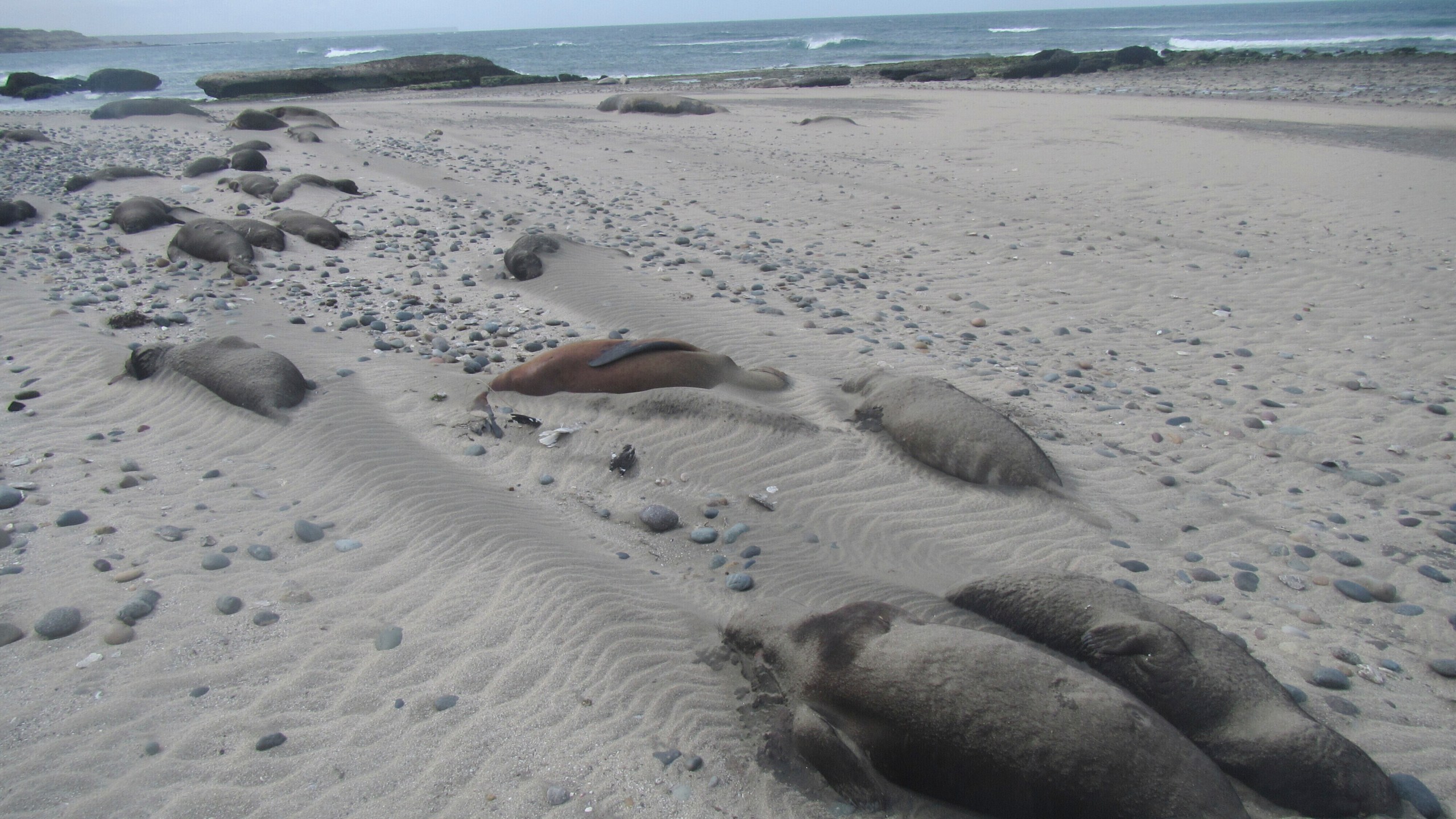Dead elephant seals line the beach at Punta Delgada, Chubut, Argentina, on Oct. 10, 2023. Bird flu has killed tens of thousands of seals and sea lions around the world and scientists aren't sure how to stop it. (Ralph Vanstreels/UC Davis via AP)