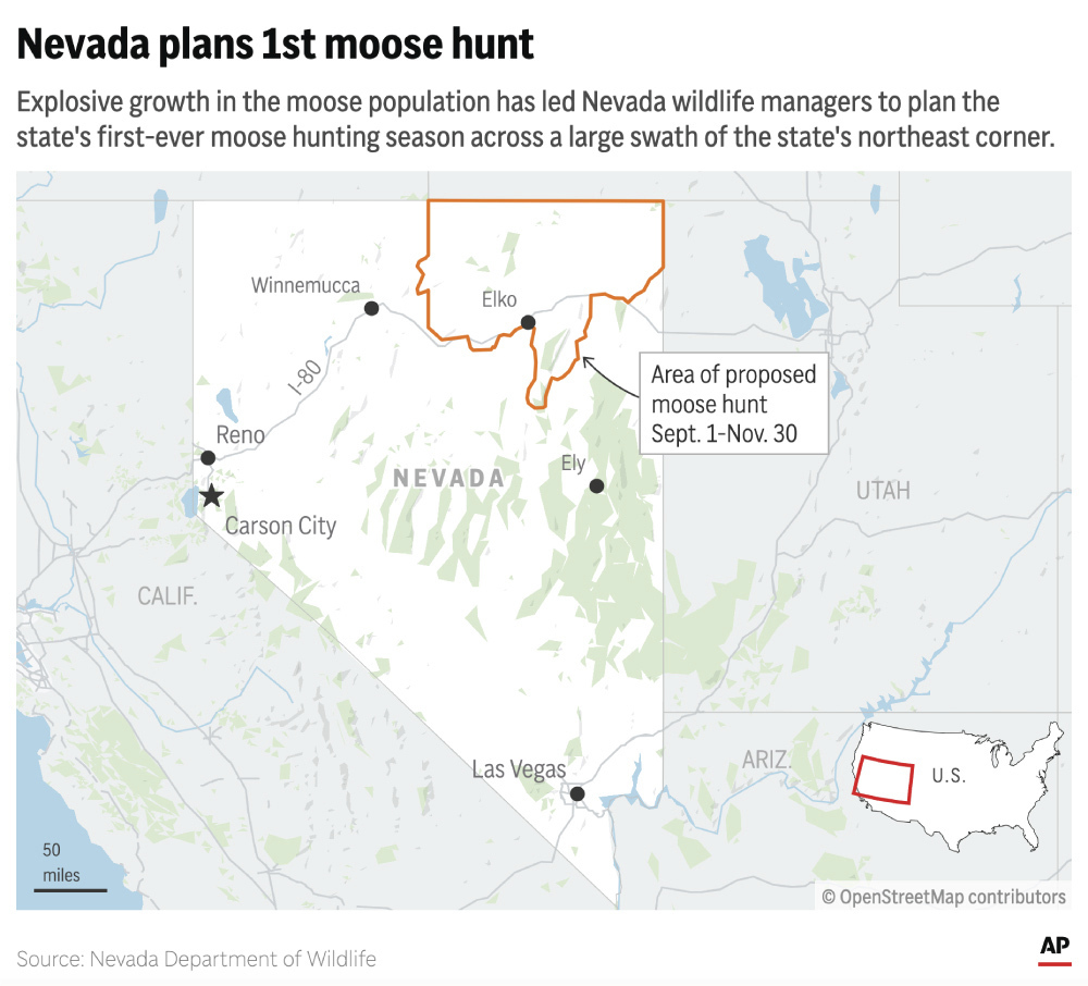 Nevada's first-ever moose hunt is planned for the fall in the state's northeastern region, where the population of moose has boomed. (AP Digital Embed)