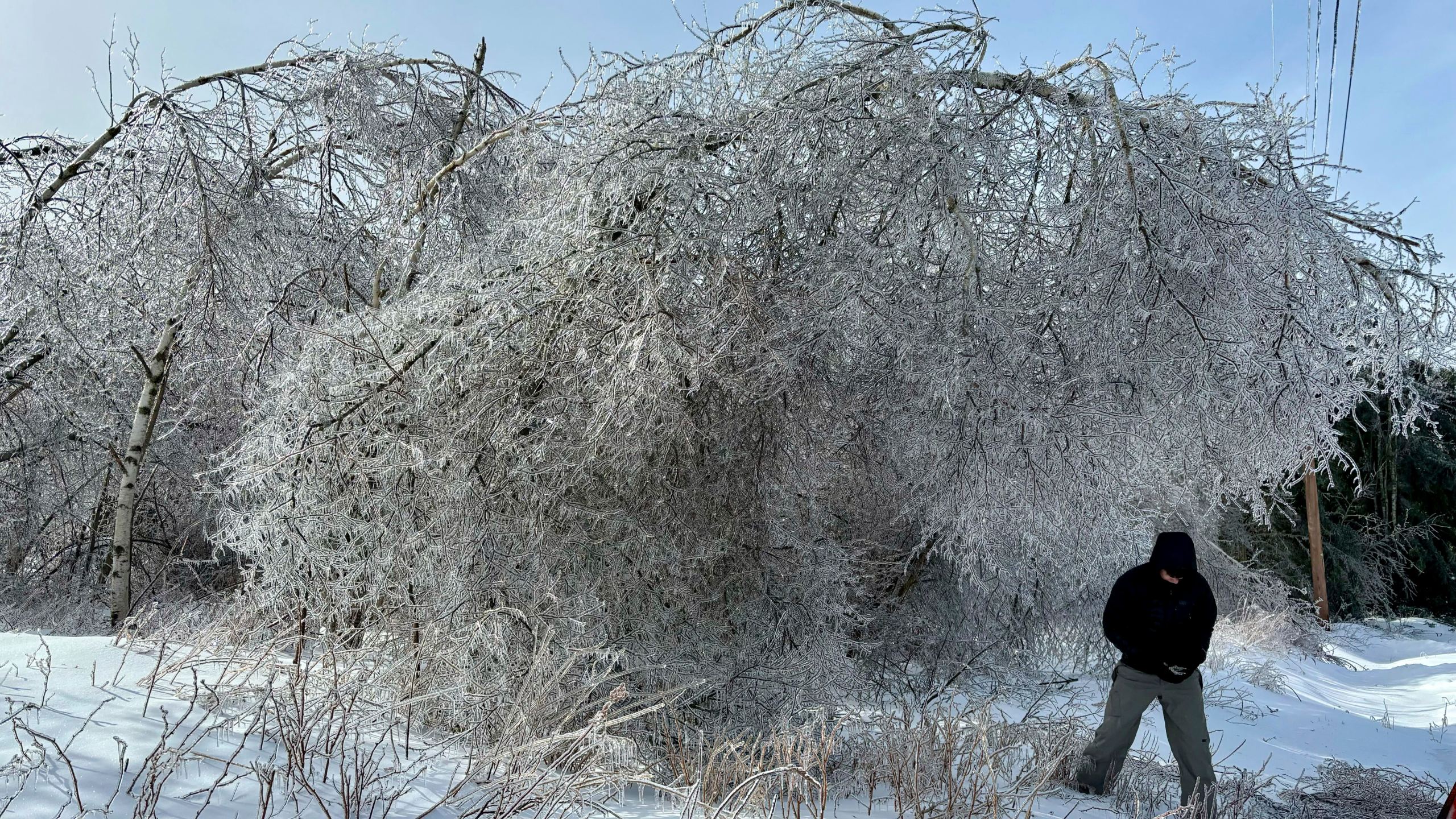 Ice weighs down birch trees in Dedham, Maine, Sunday, March 24, 2024. (Linda Coan O'Kresik/The Bangor Daily News via AP)