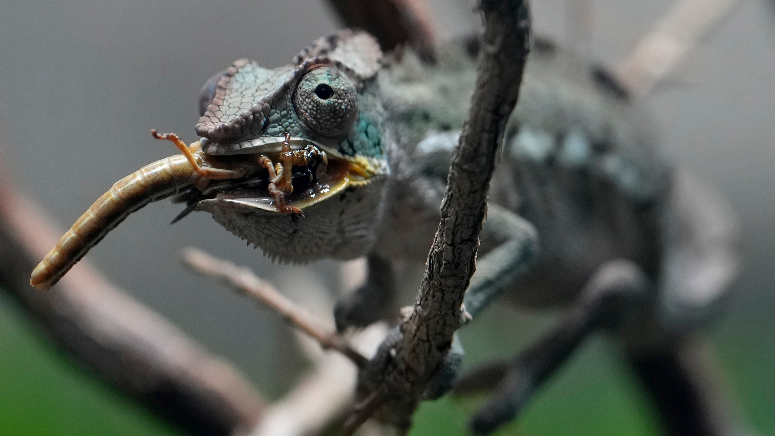 A Panther Chameleon eats an insect at London Zoo's new experience, The Secret Life of Reptiles and Amphibians ahead of its opening to the public on Friday March 29, in London, Monday, March 25, 2024. (AP Photo/Kirsty Wigglesworth)