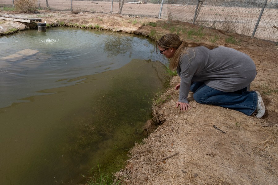 Jessica Humes, Environmental Project Manager for the Imperial Irrigation District, looks into a pond refuge for the desert pupfish, Friday, March 22, 2024, in Imperial, Calif. The Imperial Irrigation District created a plan to scale back draws from the Colorado River in a bid to preserve the waterway following years of drought. But a tiny, tough fish got in the way. The proposal to pay farmers to temporarily stop watering forage crops this summer has environmentalists concerned that irrigation drains could dry up, threatening the fish, she said. (AP Photo/Gregory Bull)