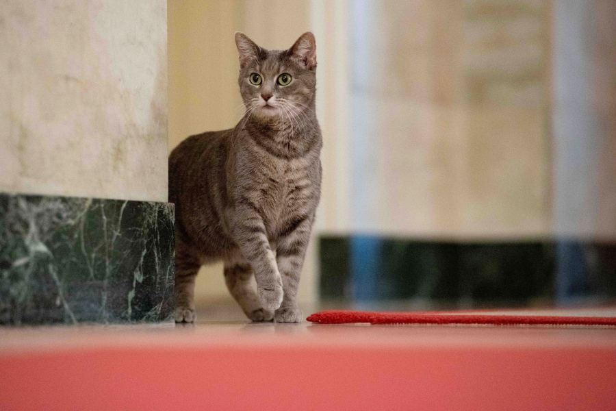 FILE - Willow, the Biden family's new pet cat, wanders around the White House on Wednesday, Jan. 27, 2022 in Washington. Jill Biden has written a children's picture book about her White House cat, Willow, that will be published in June. Simon & Schuster announced Wednesday, March 27, 2024, that “Willow the White House Cat” tells the story of how the short-haired tabby ended up at 1600 Pennsylvania Ave. (Erin Scott/The White House via AP, File)