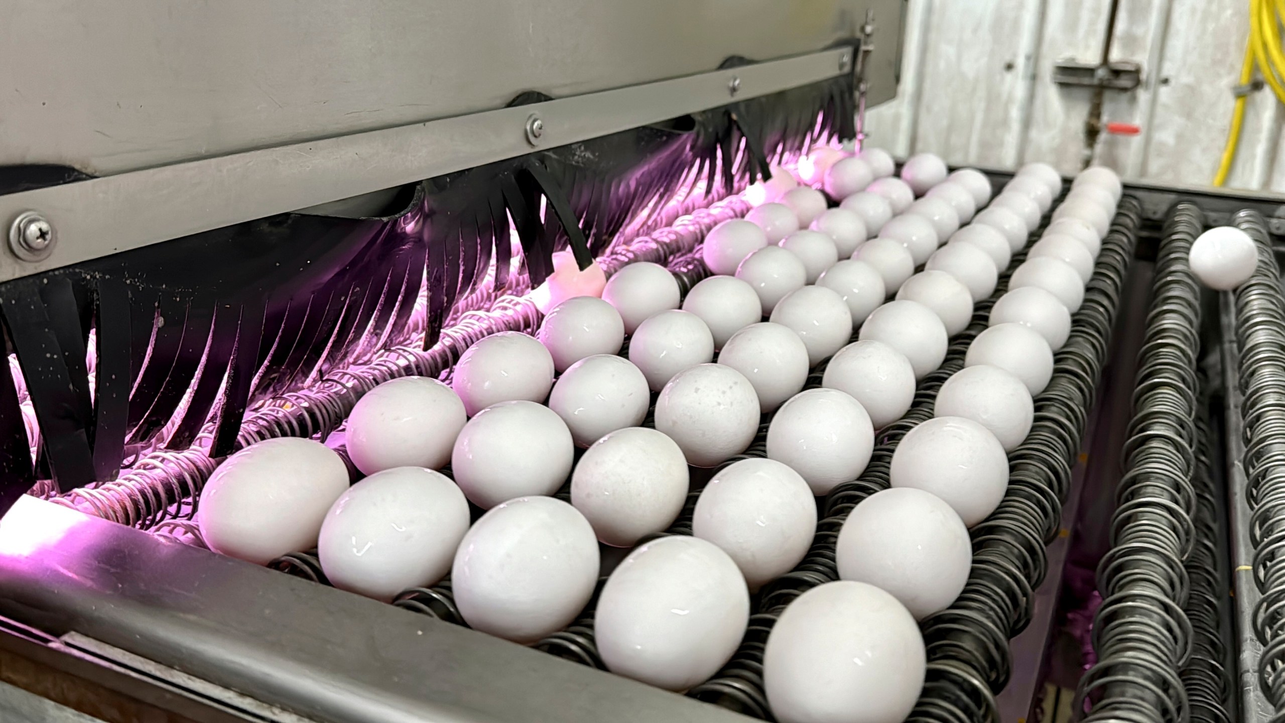 FILE - Eggs are cleaned and disinfected at the Sunrise Farms processing plant in Petaluma, Calif., on Thursday, Jan. 11, 2024, which had seen an outbreak of avian flu. Egg prices are at near-historic highs in many parts of the world as the spring holidays approach, reflecting a market scrambled by disease, high demand and growing costs for farmers. (AP Photo/Terry Chea)