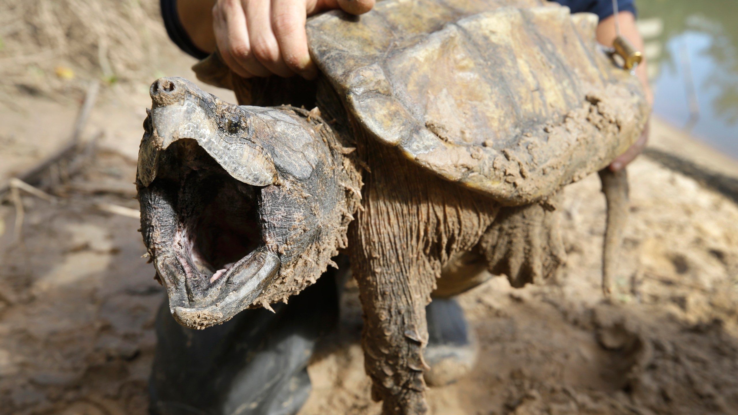 FILE - A male alligator snapping turtle is held after being trapped by the Turtle Survival Alliance-North American Freshwater Turtle Research Group, Saturday, Nov. 24, 2018, as part of the process of tagging turtles. The species is among dozens under consideration for federal protections. The Biden administration on Thursday, March 28, 2024, restored a rule that gives blanket protections to species considered threatened with extinction. (Melissa Phillip/Houston Chronicle via AP, File)