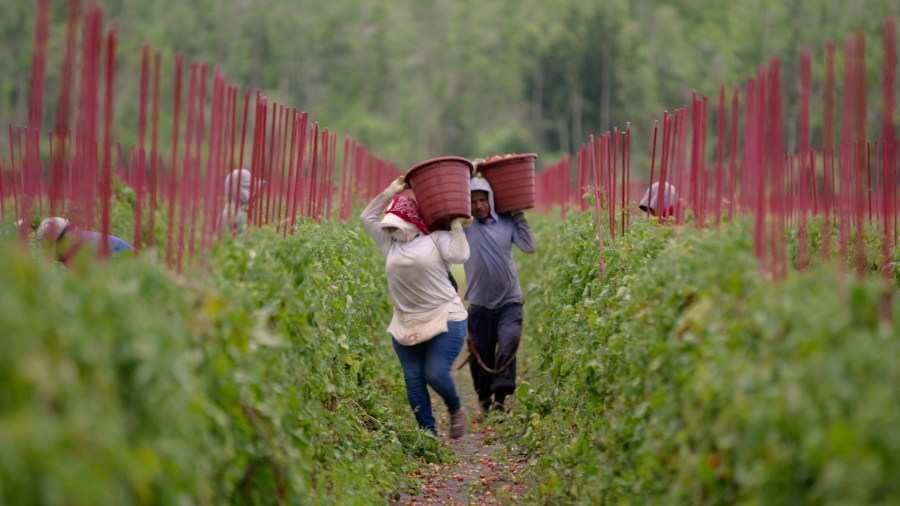 This image released by Magnolia Pictures shows a scene from the documentary "Food, Inc. 2." (River Road/Participant/Magnolia Pictures via AP)