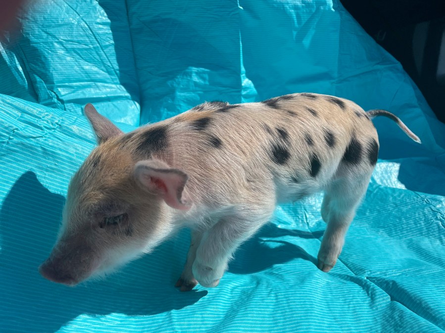 This photo provided by the St. Paul Saints shows a pig named Ozempig on Thursday, March 28, at a farm in Wisconsin. Some people have criticized the Minnesota team's decision to name the pig after the weight loss drug Ozempic, saying the play on words belittles people who are overweight. (St. Paul Saints Baseball via AP)