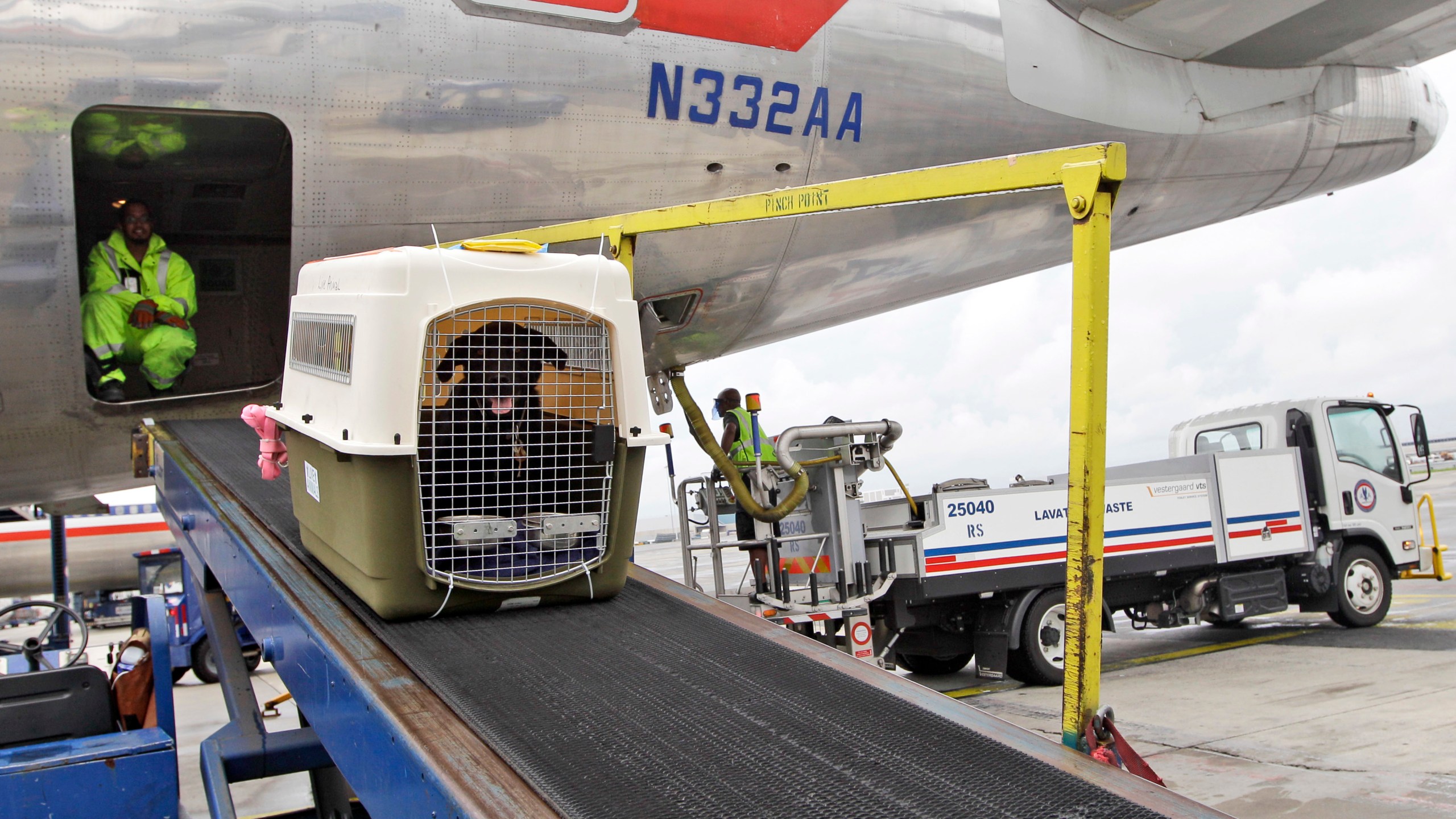 FILE - An American Airlines grounds crew unloads a dog from the cargo area of an arriving flight, Aug. 1, 2012, at John F. Kennedy International Airport in New York. American Airlines is relaxing part of its pet policy to let owners bring their companion and a full-size carry-on bag into the cabin. (AP Photo/Mary Altaffer, File)
