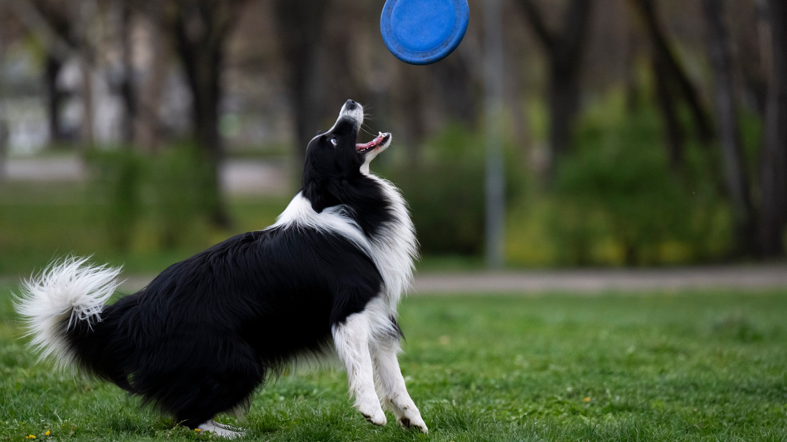 Houdini, a border collie plays with his frisbee at the City Park in Budapest, Hungary, on Wednesday, March 27, 2024. A new study in Hungary has found that beyond being able to learn how to perform commands, dogs can learn to associate words with specific objects — a relationship with language called referential understanding that had been unproven until now. (AP Photo/Denes Erdos)