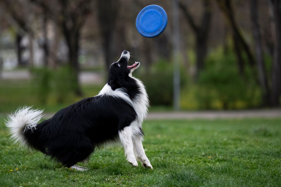 Houdini, a border collie plays with his frisbee at the City Park in Budapest, Hungary, on Wednesday, March 27, 2024. A new study in Hungary has found that beyond being able to learn how to perform commands, dogs can learn to associate words with specific objects — a relationship with language called referential understanding that had been unproven until now. (AP Photo/Denes Erdos)