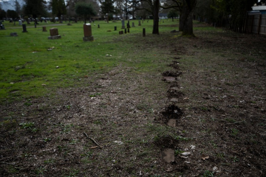 Headstones, some belonging to those who died at Morningside Hospital, are seen in Multnomah Park Cemetery on Wednesday, March 13, 2024, in Portland, Ore. Cordingley has volunteered at his neighborhood cemetery for about 15 years. He's done everything from cleaning headstones to trying to decipher obscure burial records. He has documented Portland burial sites — Multnomah Park and Greenwood Hills cemeteries — have the most Lost Alaskans, and obtained about 1,200 death certificates. (AP Photo/Jenny Kane)