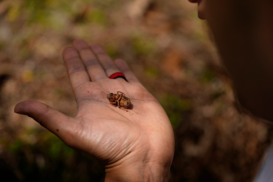 Georgia Institute of Technology biophysicist Saad Bhamla holds a periodical cicada nymph in his hand on the campus of Georgia Institute of Technology in Atlanta on Thursday, March 28, 2024. "We've got trillions of these amazing living organisms come out of the Earth, climb up on trees and it's just a unique experience, a sight to behold," Bhamla said. (AP Photo/Carolyn Kaster)