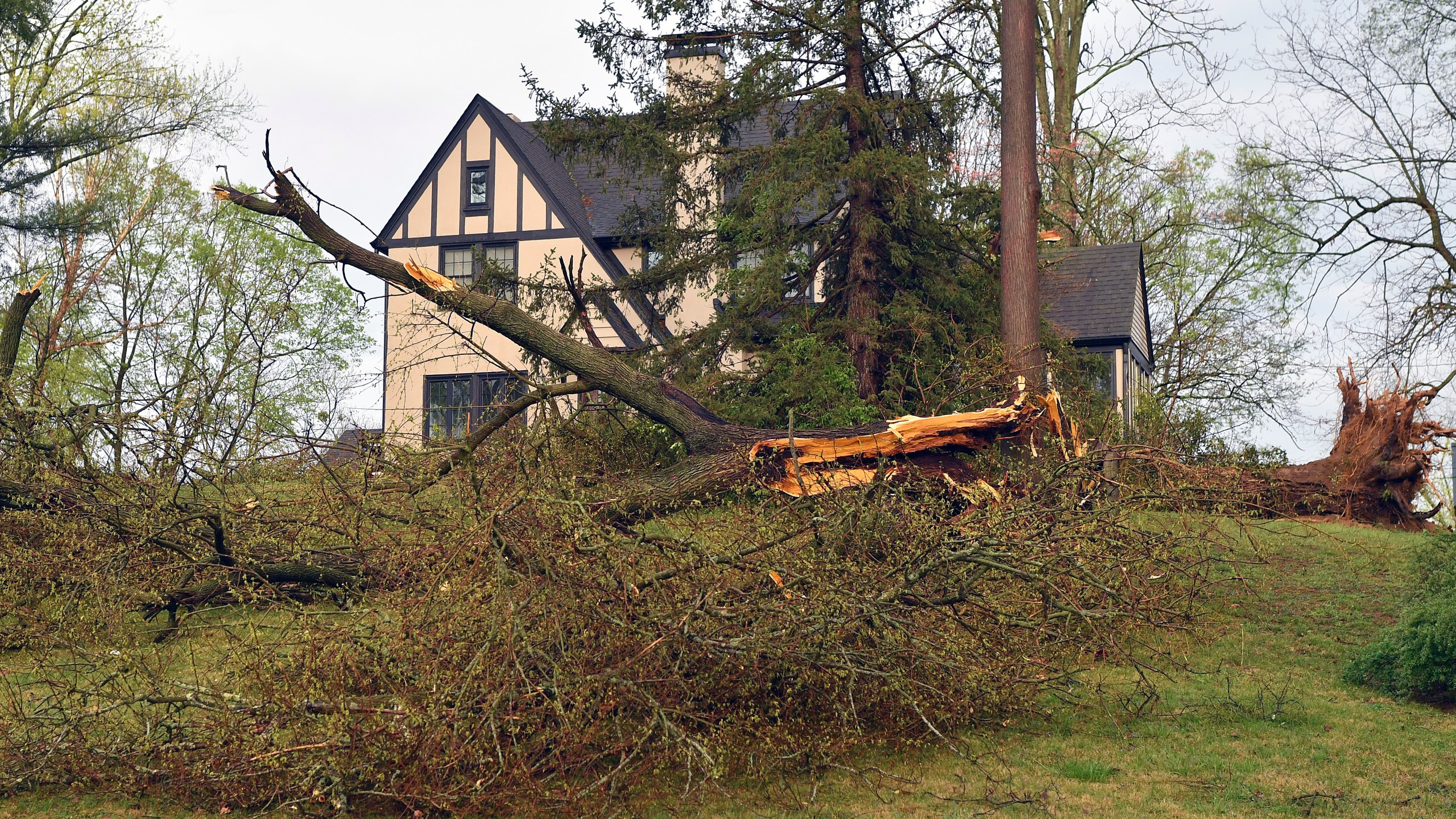 A large tree lies across the front yard of a house in the Hunting Creek neighborhood in Prospect, Ky., Tuesday, April 2, 2024, following a severe storm that passed through the area. (AP Photo/Timothy D. Easley)
