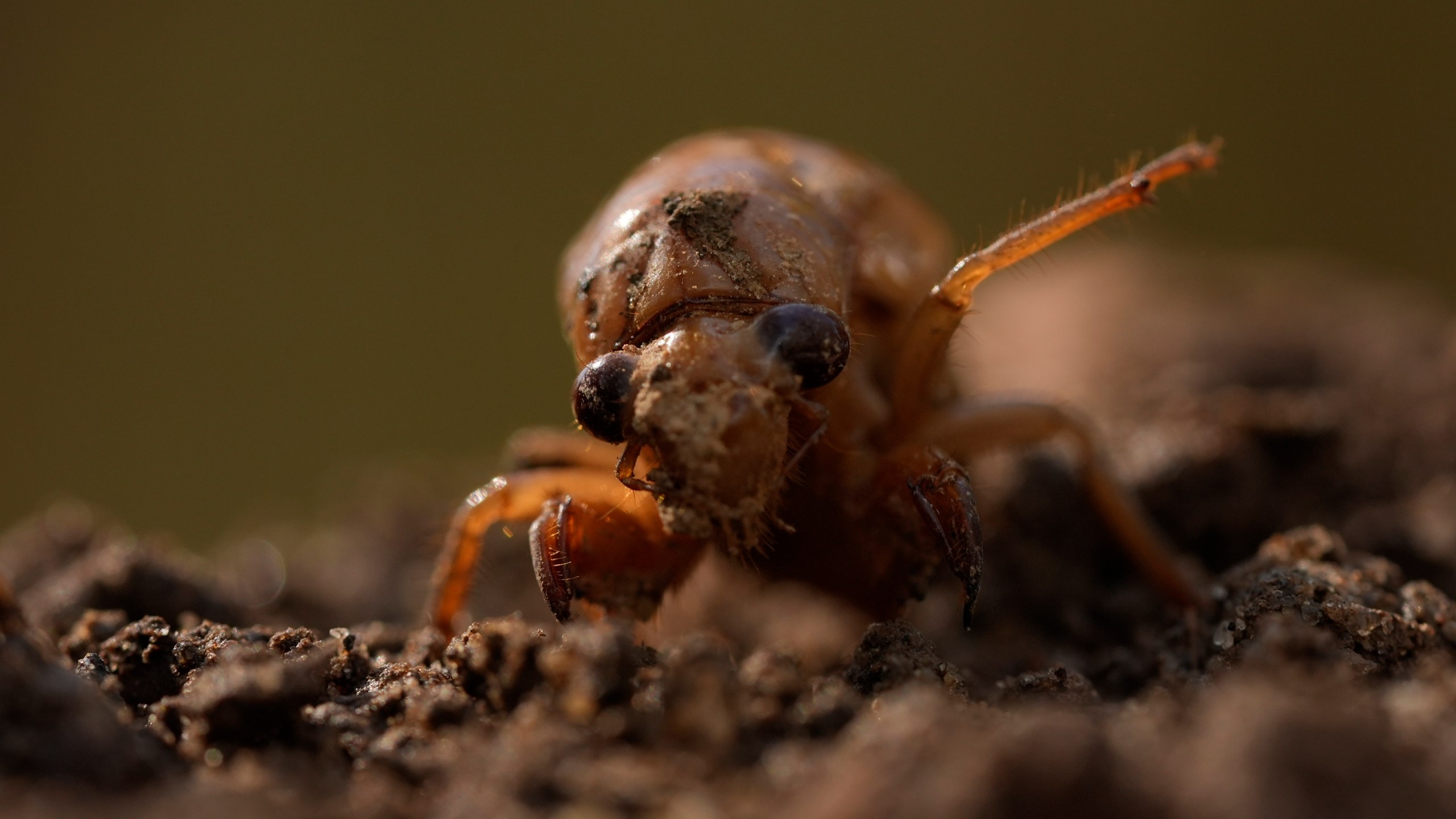 A periodical cicada nymph extends a limb in Macon, Ga., on Wednesday, March 27, 2024, after being found while digging holes for rosebushes. Trillions of cicadas are about to emerge in numbers not seen in decades and possibly centuries. (AP Photo/Carolyn Kaster)