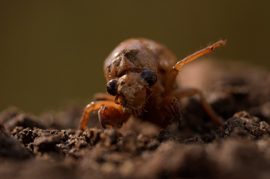 A periodical cicada nymph extends a limb in Macon, Ga., on Wednesday, March 27, 2024, after being found while digging holes for rosebushes. Trillions of cicadas are about to emerge in numbers not seen in decades and possibly centuries. (AP Photo/Carolyn Kaster)