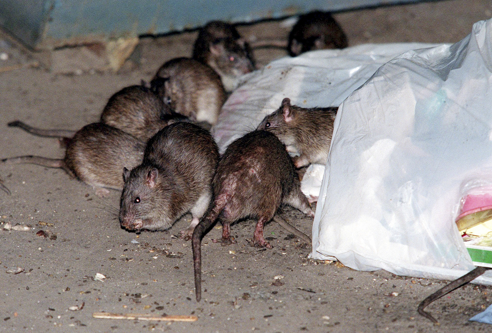 FILE - Rats swarm around a bag of garbage near a dumpster in New York on July 7, 2000. A study published Wednesday, April 3, 2024, in the journal Science Advances suggests that brown rats crawled off ships arriving in the Americas earlier than previously thought and out-competed rodent rivals – infuriating and disgusting generations of city-dwellers and becoming so ubiquitous in North American cities that they’re known as common rats, street rats or sewer rats. (AP Photo/Robert Mecea, File)