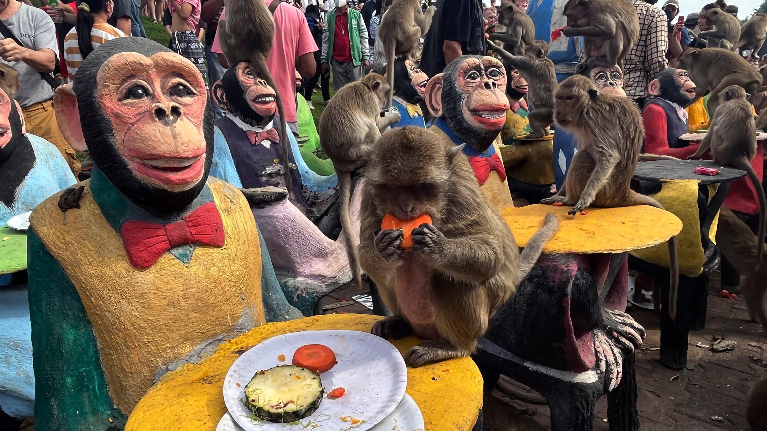 FILE - Monkeys eat fruit during a monkey feast festival in Lopburi province, Thailand. Sunday, Nov. 27, 2022. Thai wildlife officials laid out a plan on Wednesday, March 3, 2024, to bring peace to a central Thai town after at least a decade of human-monkey conflict. (AP Photo/Chalida EKvitthayavechnukul, File)
