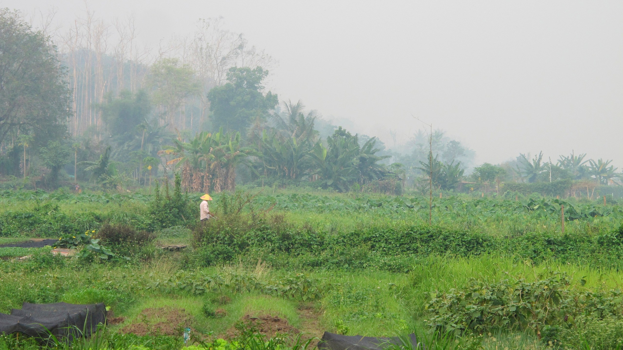 A farmer tends their fields in stifling temperatures as surrounding hills are choked by smoke from field and hill fires across the region, Thursday, April 4, 2024, in Luang Prabang, Laos. Financial officials of the Association of Southeast Asian Nations were meeting in the city to discuss ways to secure financing to help shift to more sustainable and less polluting agriculture and energy. (AP Photo/Elaine Kurtenbach)
