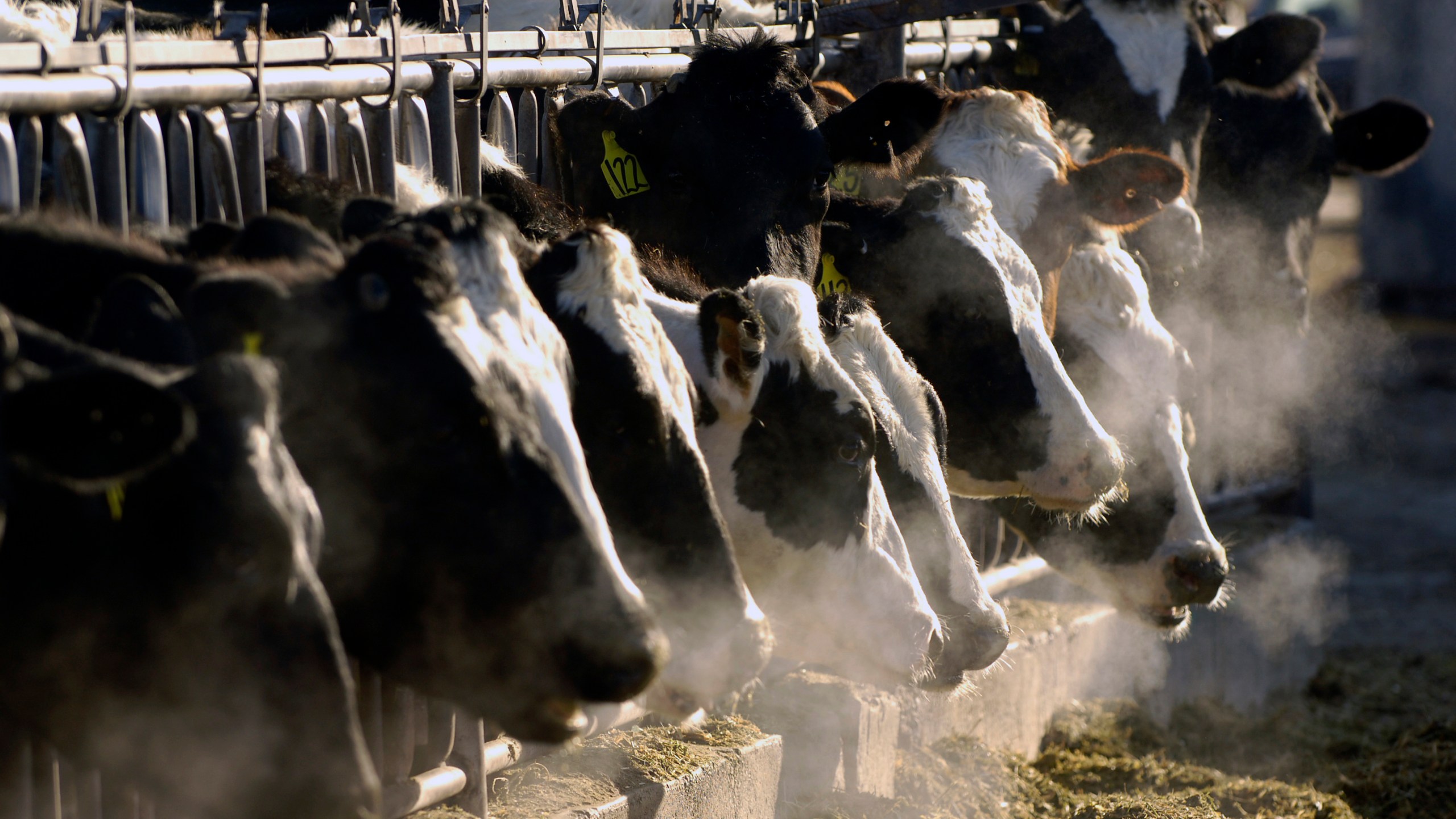 FILE - A line of Holstein dairy cows feed through a fence at a dairy farm in Idaho on March 11, 2009. As of April 11, 2024, a strain of the highly pathogenic avian influenza, or HPAI, that has killed millions of wild birds in recent years has been found in at least 24 dairy cow herds in eight U.S. states: Texas, Kansas, New Mexico, Ohio, Idaho, Michigan and North Carolina and South Dakota. (AP Photo/Charlie Litchfield, File)