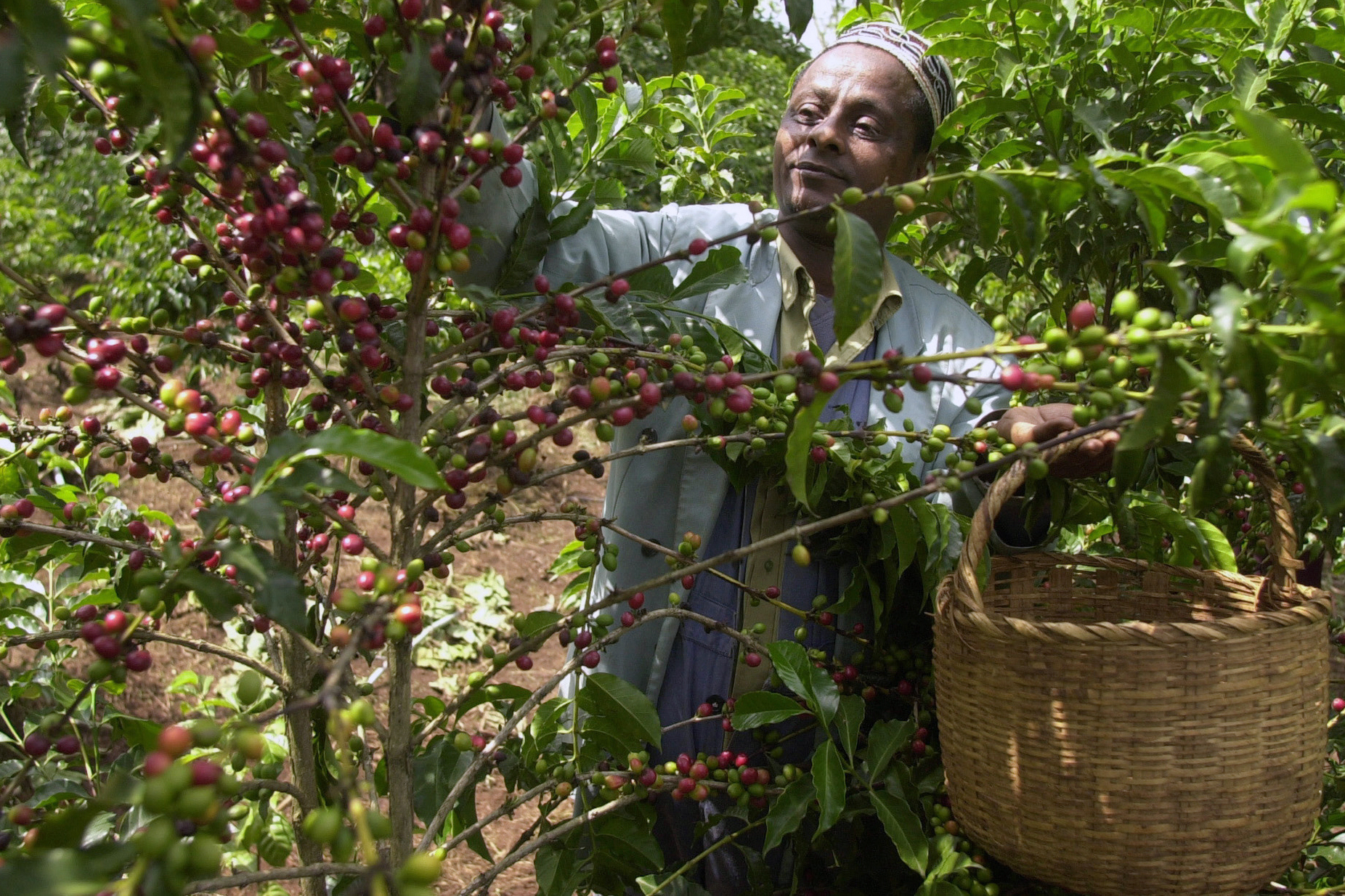 FILE - Mohammed Fita picks coffee beans on his farm Choche, near Jimma, 375 kilometers (234 miles) southwest of Addis Ababa, Ethiopia, on Saturday, Sept. 21 2002. Wild coffee plants originated in Ethiopia but are thought to have been primarily roasted and brewed in Yemen starting in the 1400s. (AP Photo/Sayyid Azim, File)