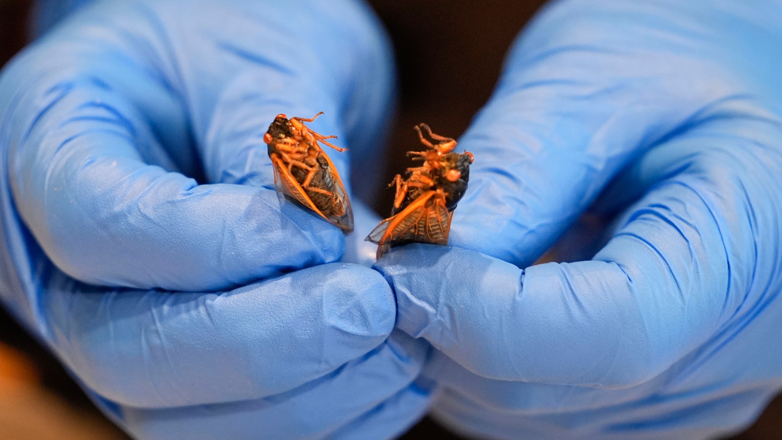 Zach Lemann, curator of animal collections for the Audubon Insectarium, prepares cicadas for eating at the insectarium in New Orleans, Wednesday, April 17, 2024. The insectarium plans to demonstrate ways to cook cicadas at the little in-house snack bar where it already serves other insect dishes. (AP Photo/Gerald Herbert)