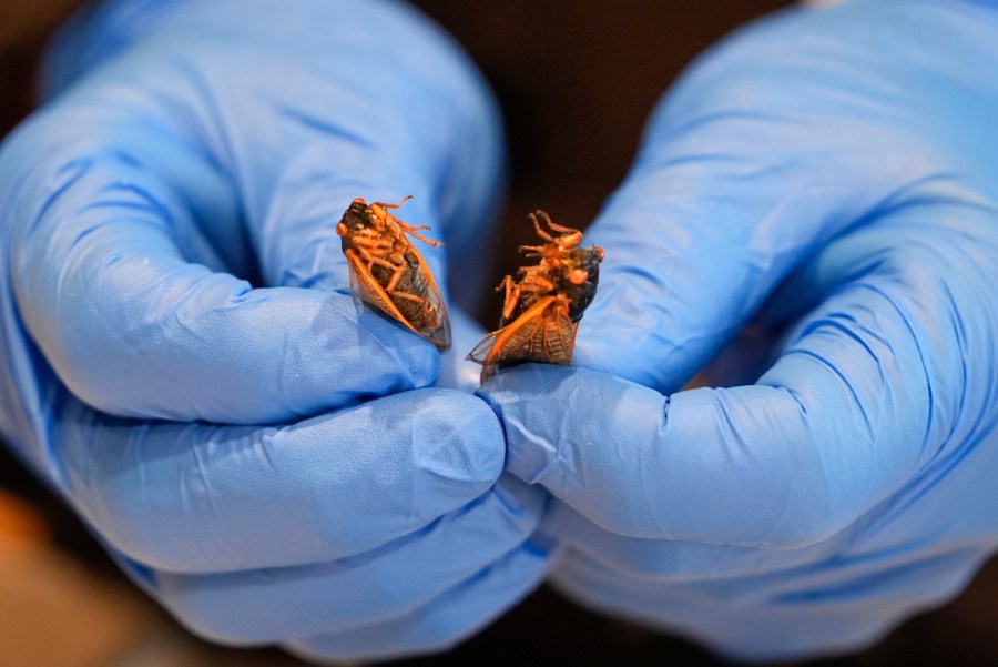 Zach Lemann, curator of animal collections for the Audubon Insectarium, prepares cicadas for eating at the insectarium in New Orleans, Wednesday, April 17, 2024. The insectarium plans to demonstrate ways to cook cicadas at the little in-house snack bar where it already serves other insect dishes. (AP Photo/Gerald Herbert)