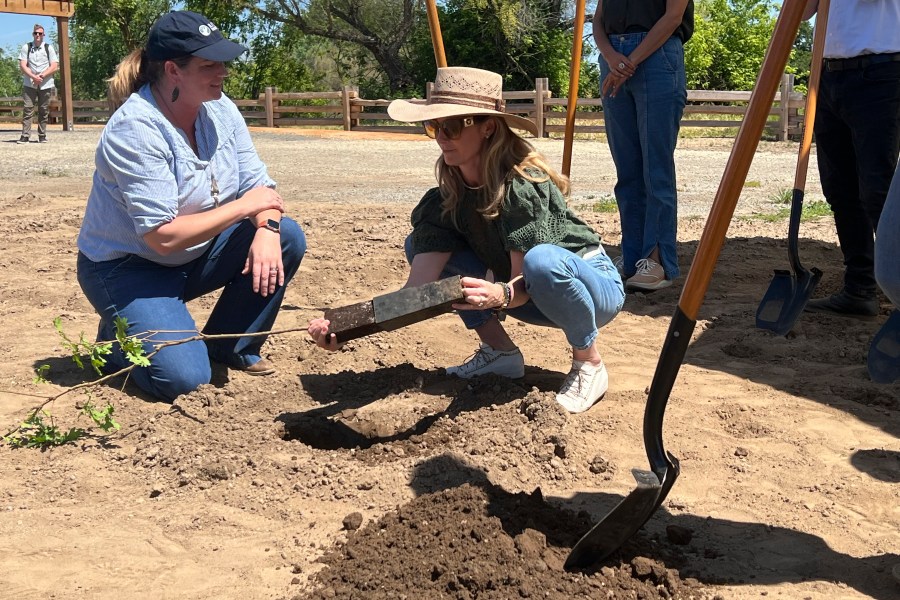 First partner Jennifer Siebel Newsom plants a tree during ground breaking ceremony where the state will open the first new state park in a decade on Monday April 22, 2024 at the Dos Rios property, in Modesto, Calif. The announcement comes as the state sets targets for cutting planet-warming emissions on natural lands. (AP Photo/Sophie Austin)