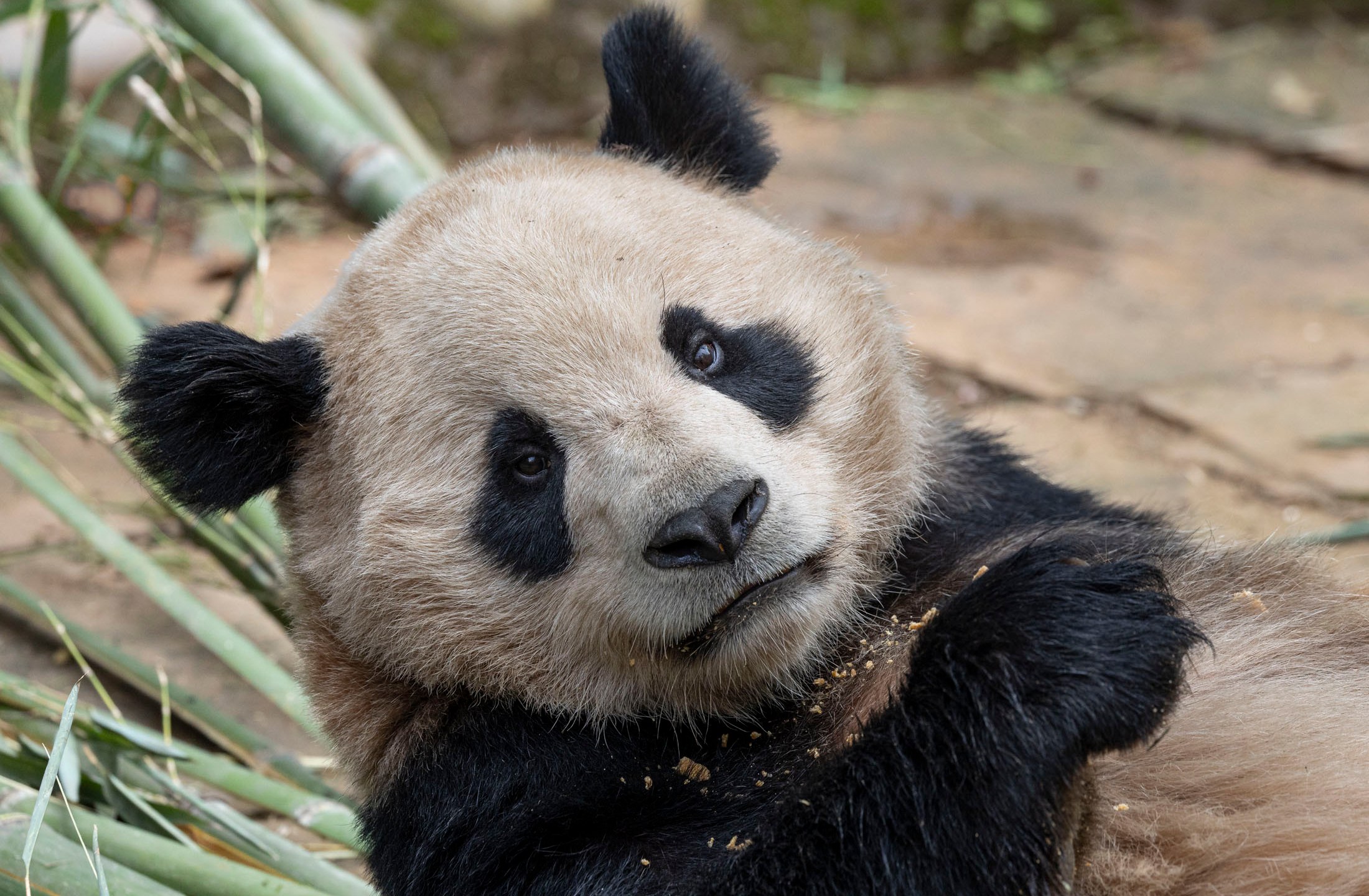 This photo released by the San Diego Zoo shows giant panda Yun Chuan on Thursday, April 25, 2024, in the Sichuan province of China. A pair of giant pandas will soon make the journey from China to the U.S., where they will be cared for at the San Diego Zoo as part of an ongoing conservation partnership between the two nations, officials said Monday, April 29. (Ken Bohn/San Diego Zoo via AP)