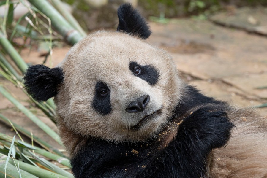 This photo released by the San Diego Zoo shows giant panda Yun Chuan on Thursday, April 25, 2024, in the Sichuan province of China. A pair of giant pandas will soon make the journey from China to the U.S., where they will be cared for at the San Diego Zoo as part of an ongoing conservation partnership between the two nations, officials said Monday, April 29. (Ken Bohn/San Diego Zoo via AP)