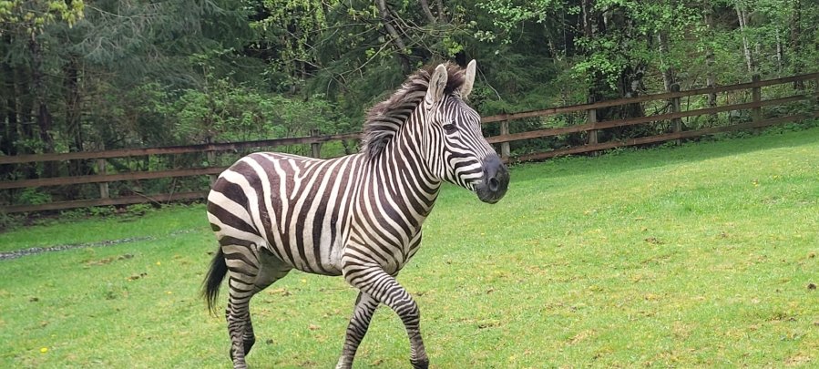 4 Zebras that were being transported got loose when the driver stopped to secure the trailer EB 90 to exit 32. Credit: Trooper Rick Johnson