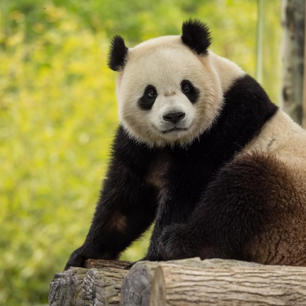 A giant panda on a log