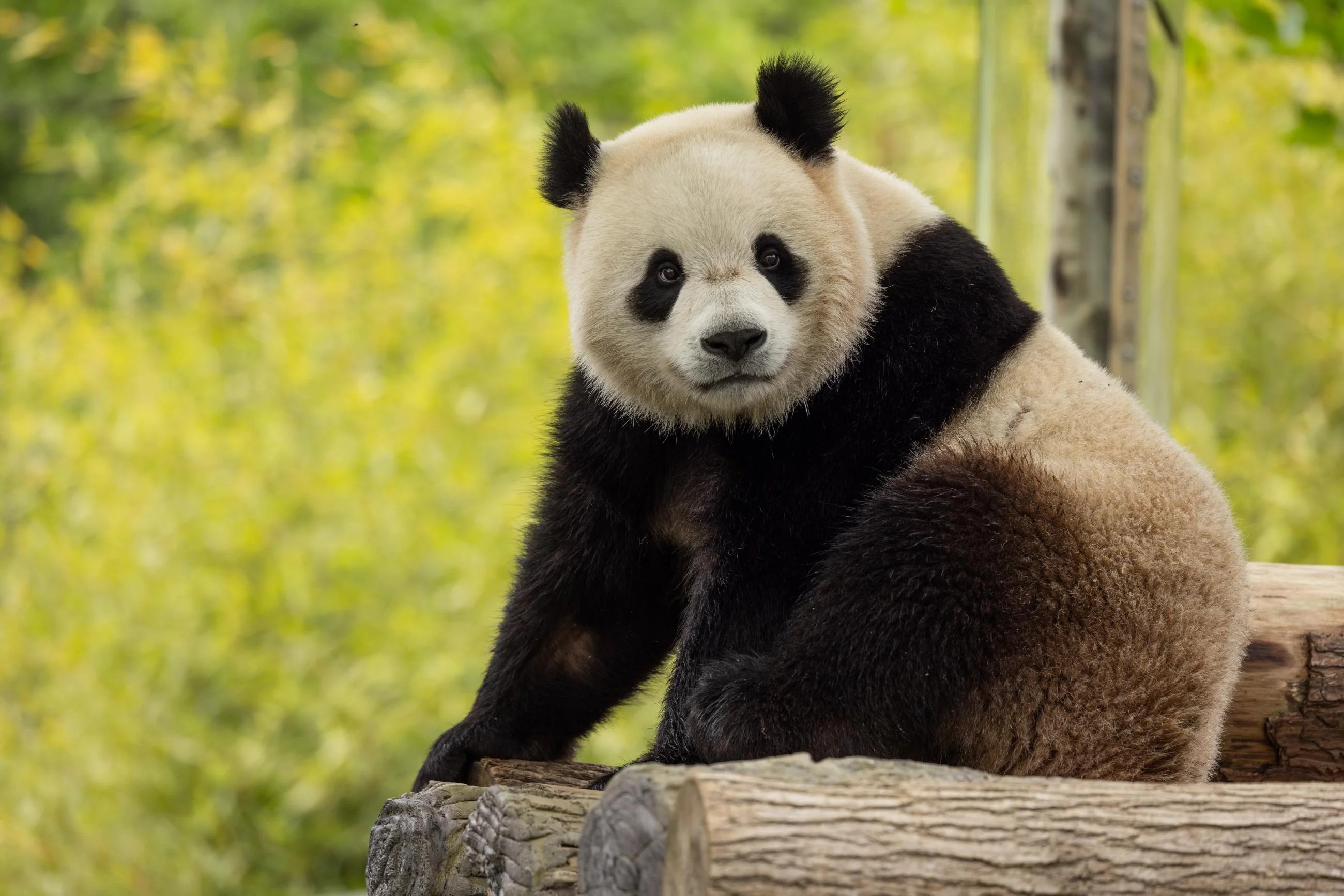 A giant panda on a log