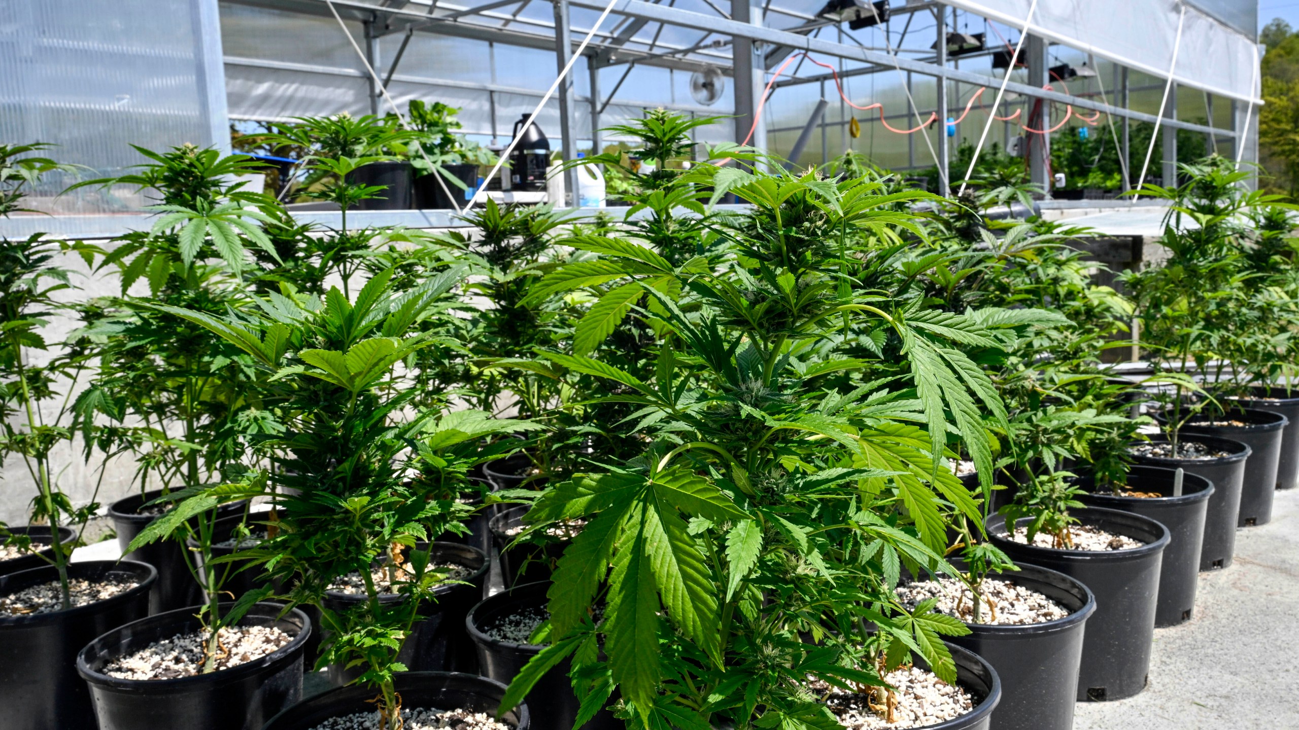 FILE - Marijuana plants are seen at a secured growing facility in Washington County, N.Y., May 12, 2023. The U.S. Drug Enforcement Administration will move to reclassify marijuana as a less dangerous drug, a historic shift to generations of American drug policy that could have wide ripple effects across the country. (AP Photo/Hans Pennink, File)