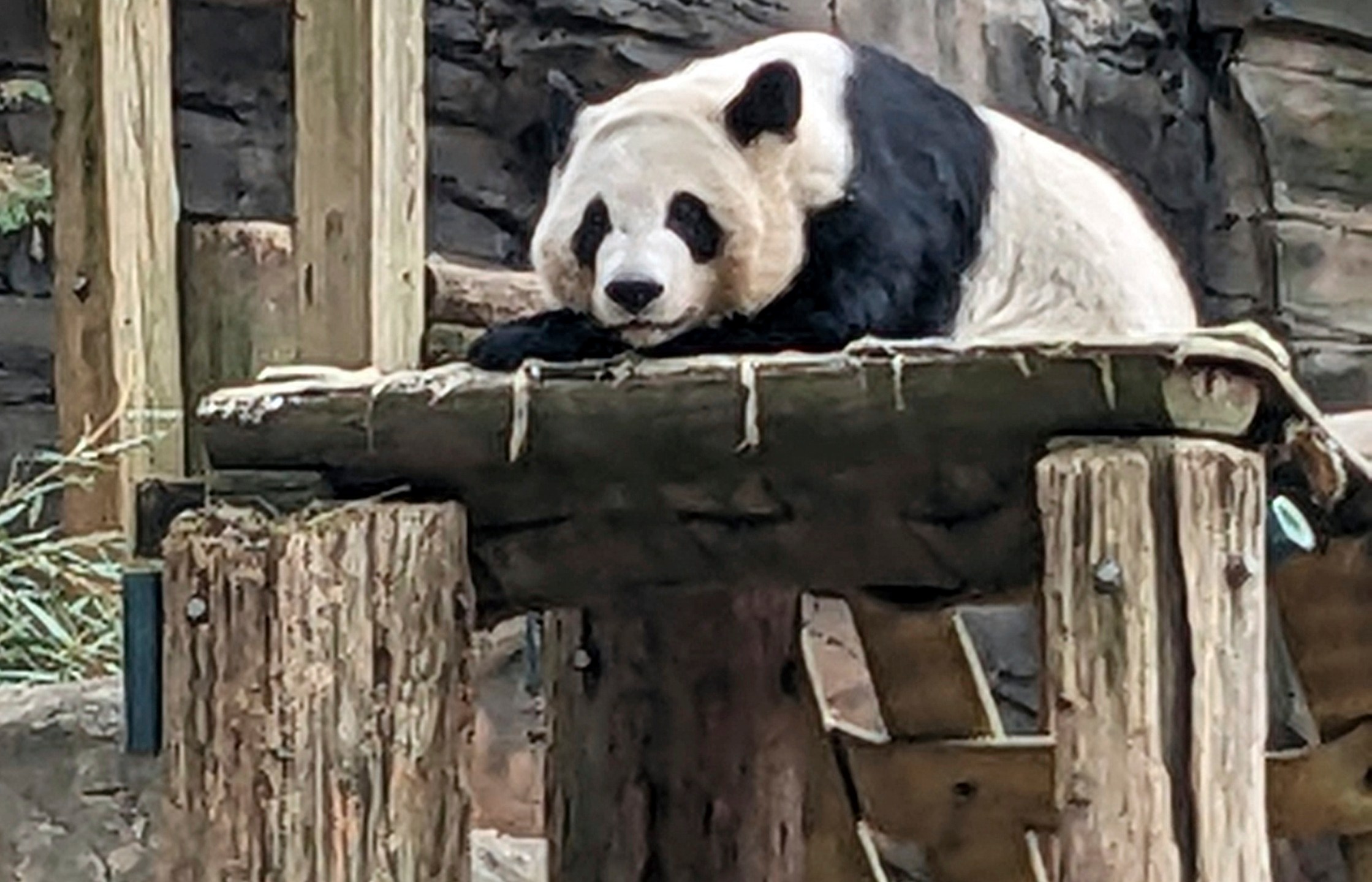 One of four panda bears at Zoo Atlanta rests in their habitat on Dec. 30, 2023, in Atlanta. The zoo's giant panda bear agreement with China expires in late 2024, and plans are underway for Lun Lun, Yang Yang, Ya Lun and Xi Lun to travel to China later in the year, though further details on their travel were not immediately available. (AP Photo/Kate Brumback)