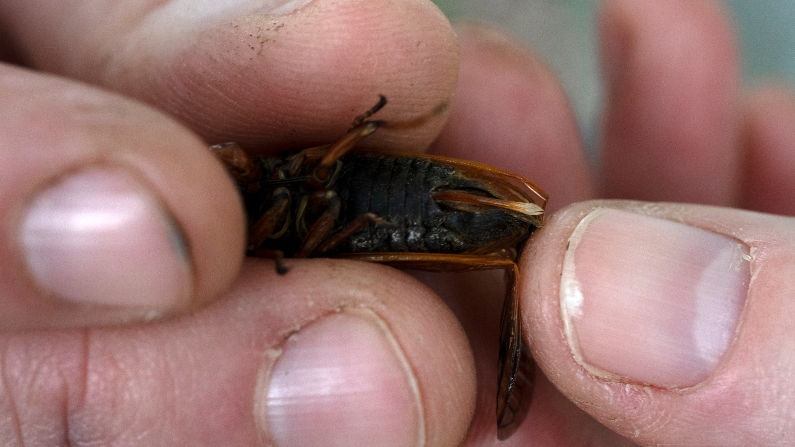 Plant Health Care Lead Stephanie Adams of the Morton Arboretum shows the female cicada's egg-laying ovipositor, which can damage young trees, Friday, May 24, 2024, in Lisle, Ill. (AP Photo/Erin Hooley)