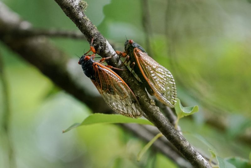 Cicadas from brood XIX are seen on a tree.