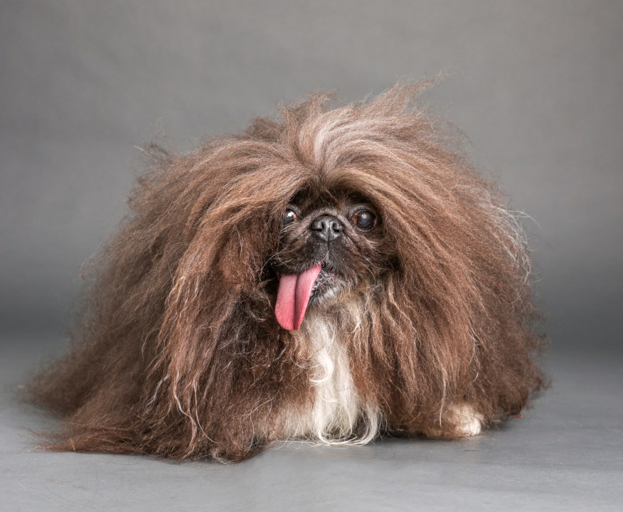 A Pekinese with a tongue hanging out.