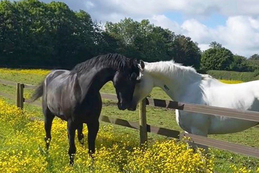 This undated photo issued on Tuesday June 4, 2024 by the Ministry of Defence shows Household Cavalry horses Quaker, left, and Vida during their recovery. The five military horses that bolted and injured themselves as they ran loose through central London in April are all expected to return to duty, the British Army said Tuesday June 4, 2024, with three of them already back to work. (Ministry of Defence/Crown Copyright via AP)