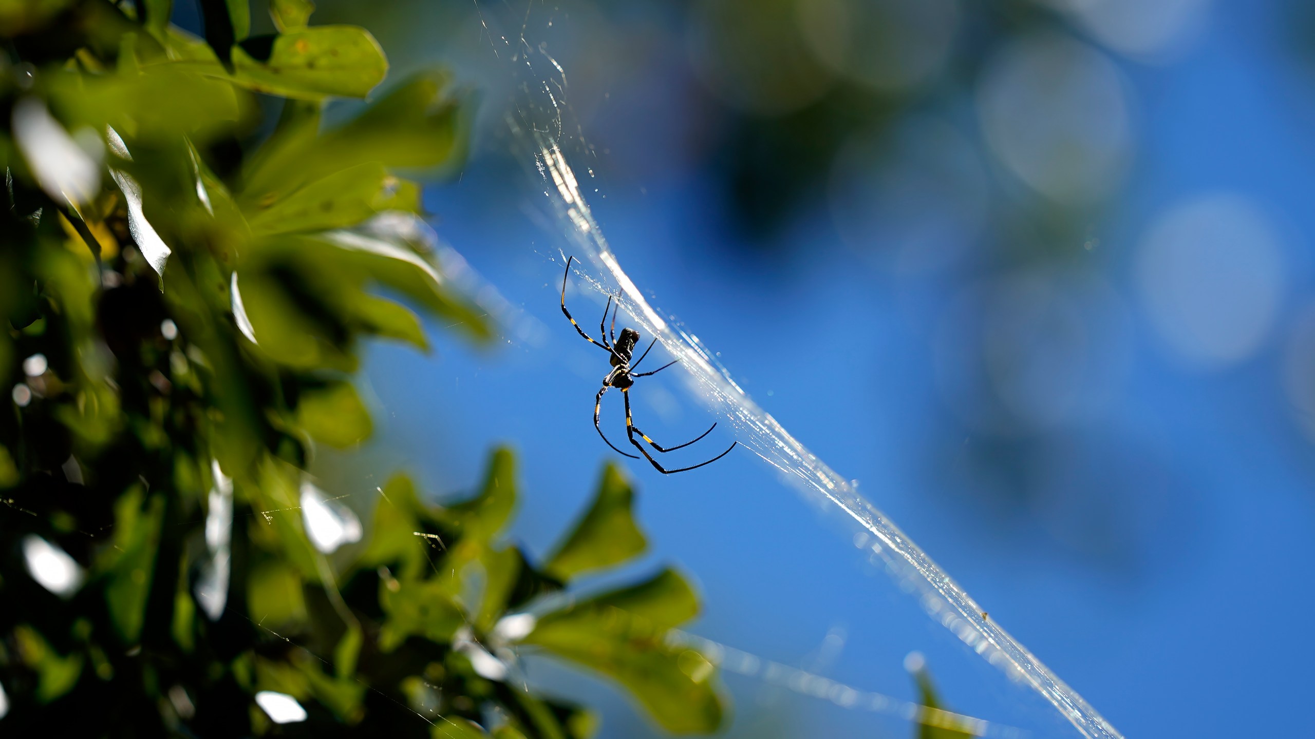 FILE - A Joro spider makes a web, Sept. 27, 2022, in Atlanta. Populations of the species have been growing in parts of the South and East Coast for years now, and many researchers think it's only a matter of time before they spread to much of the continental U.S. (AP Photo/Brynn Anderson, File)