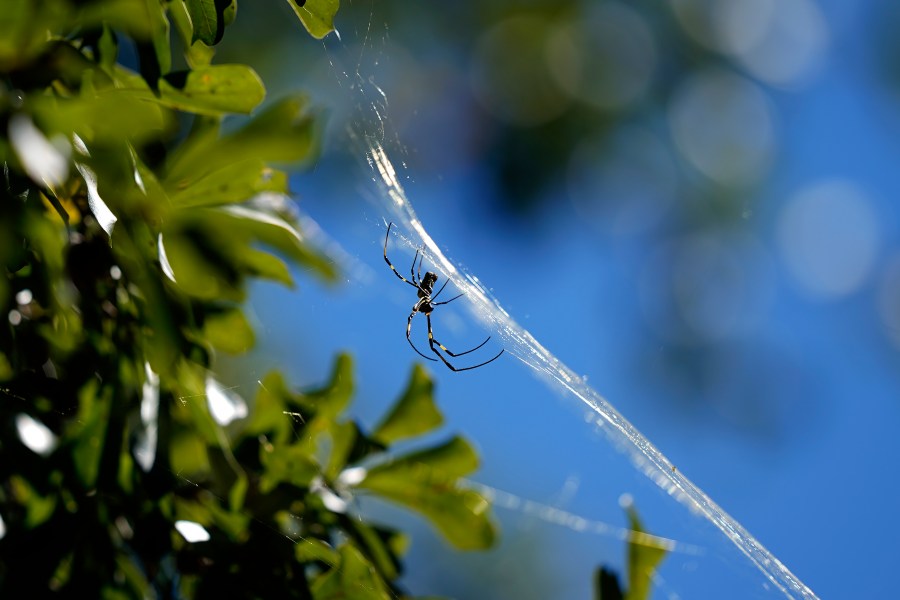 FILE - A Joro spider makes a web, Sept. 27, 2022, in Atlanta. Populations of the species have been growing in parts of the South and East Coast for years now, and many researchers think it's only a matter of time before they spread to much of the continental U.S. (AP Photo/Brynn Anderson, File)